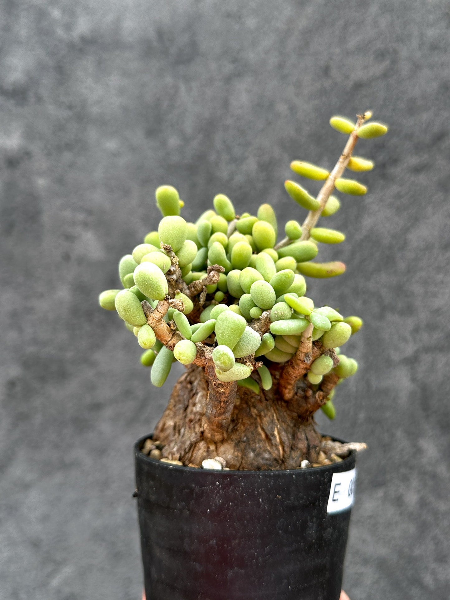 【現品限り】ケラリア・ピグマエア 現地株 2年ほど管理 発根済み【E5】 Ceraria pygmaea