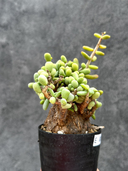【現品限り】ケラリア・ピグマエア 現地株 2年ほど管理 発根済み【E5】 Ceraria pygmaea