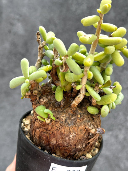 【現品限り】ケラリア・ピグマエア 現地株 2年ほど管理 発根済み【E6】 Ceraria pygmaea
