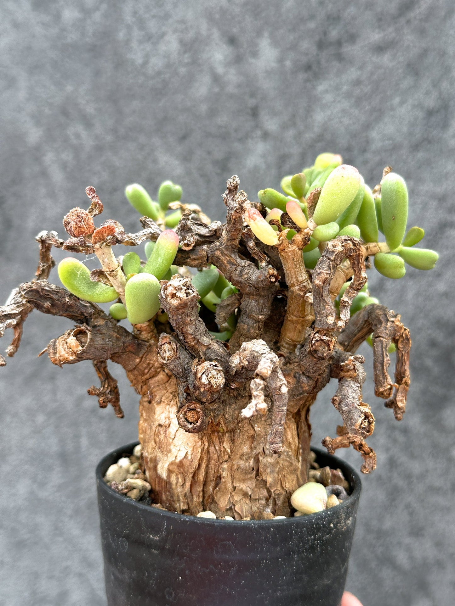 【現品限り】ケラリア・ピグマエア 現地株 2年ほど管理 発根済み【E7】 Ceraria pygmaea