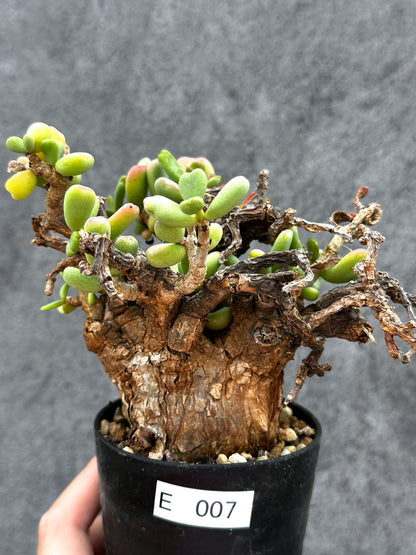 【現品限り】ケラリア・ピグマエア 現地株 2年ほど管理 発根済み【E7】 Ceraria pygmaea