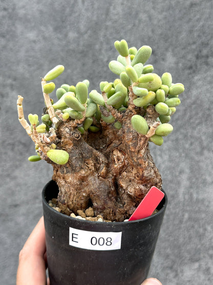【現品限り】ケラリア・ピグマエア 現地株 2年ほど管理 発根済み【E8】 Ceraria pygmaea