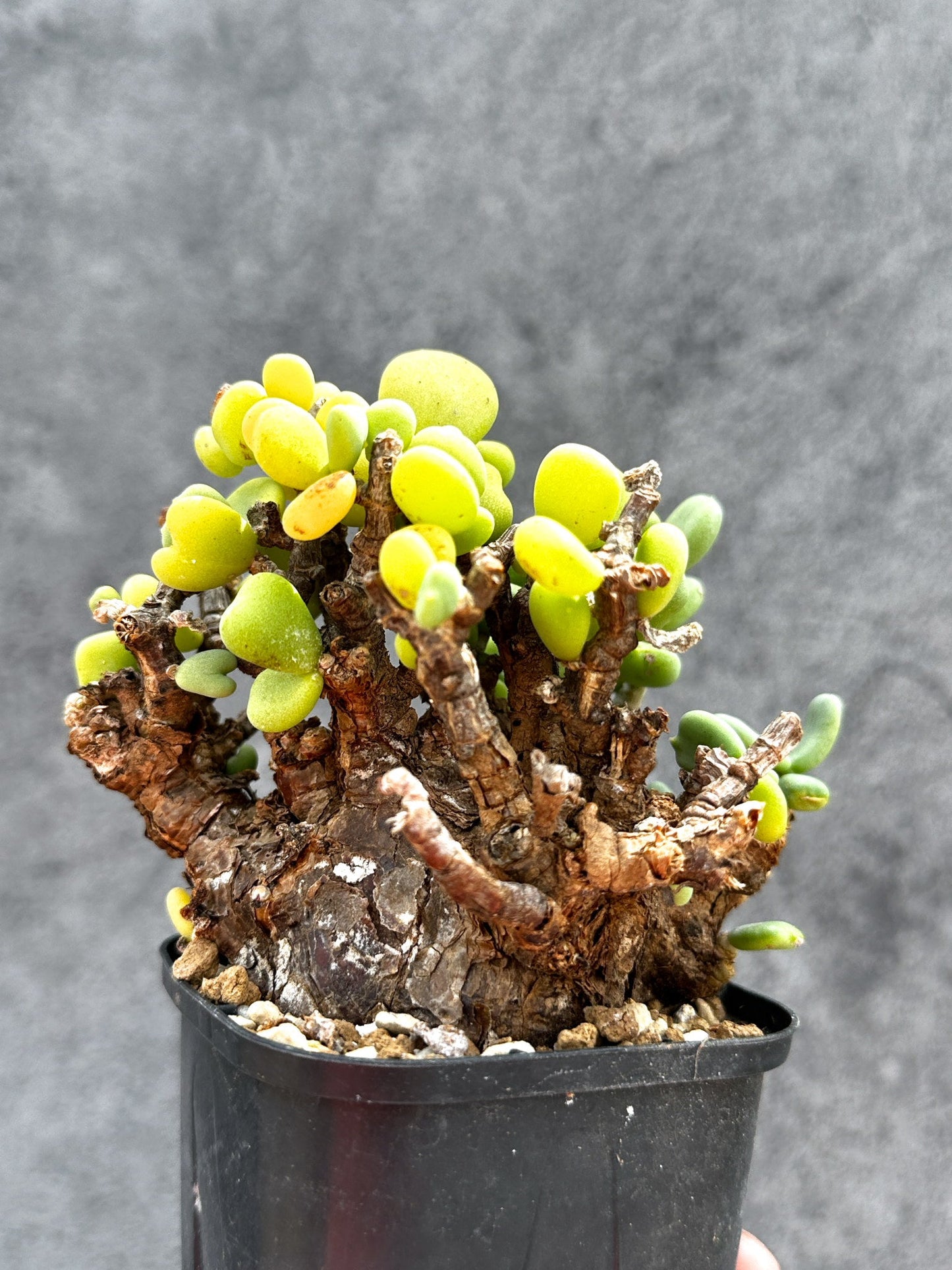 【現品限り】ケラリア・ピグマエア 現地株 2年ほど管理 発根済み【E9】 Ceraria pygmaea