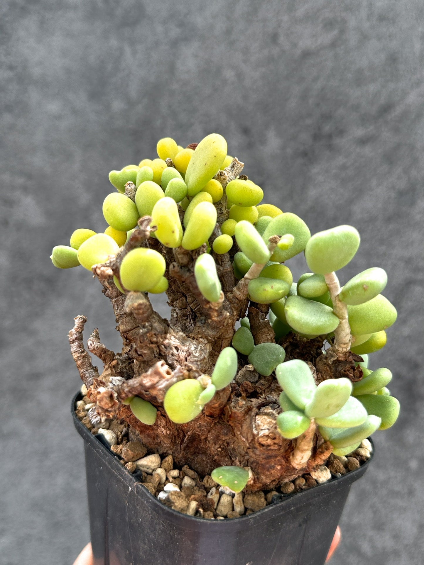 【現品限り】ケラリア・ピグマエア 現地株 2年ほど管理 発根済み【E9】 Ceraria pygmaea