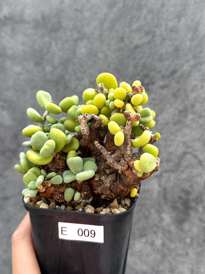 【現品限り】ケラリア・ピグマエア 現地株 2年ほど管理 発根済み【E9】 Ceraria pygmaea