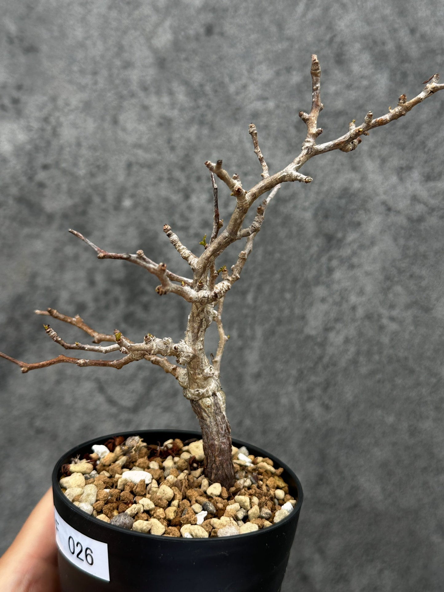 【現品限り】オペルクリカリア・パキプス 根挿し 根挿し【F26】 Operculicarya pachypus