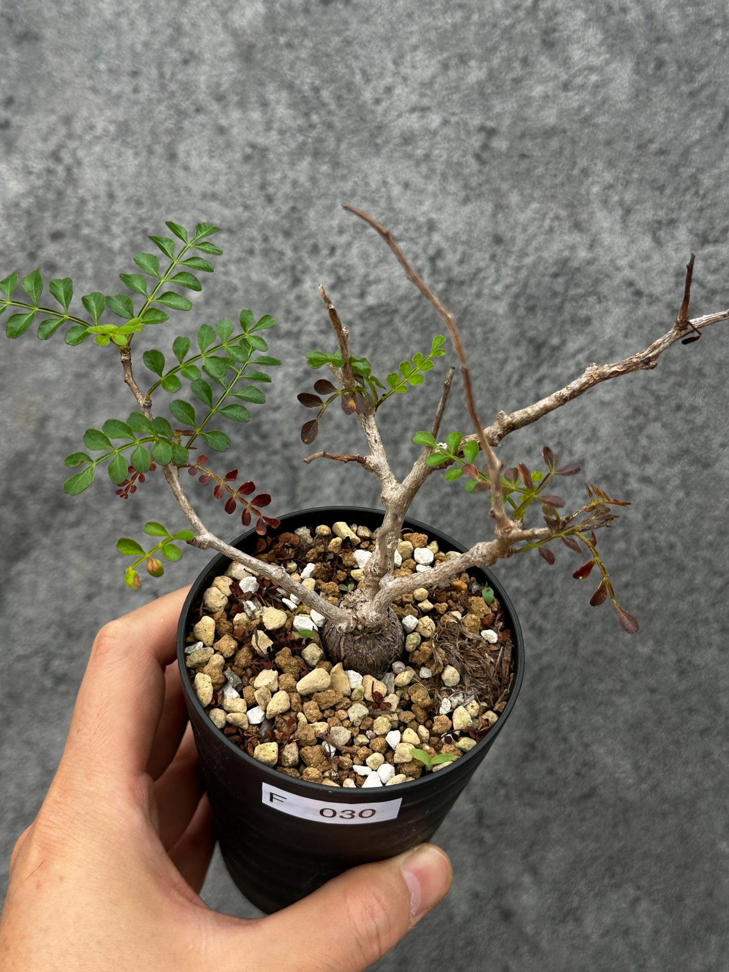 【現品限り】オペルクリカリア・パキプス 根挿し 根挿し【F30】 Operculicarya pachypus