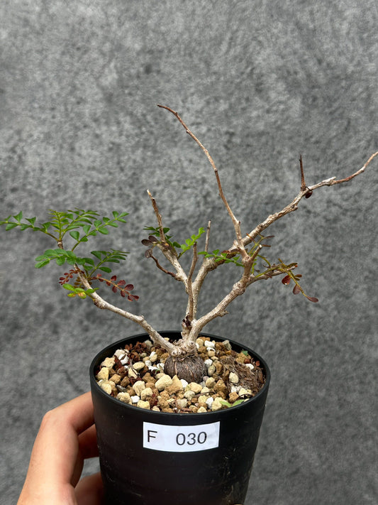 【現品限り】オペルクリカリア・パキプス 根挿し 根挿し【F30】 Operculicarya pachypus