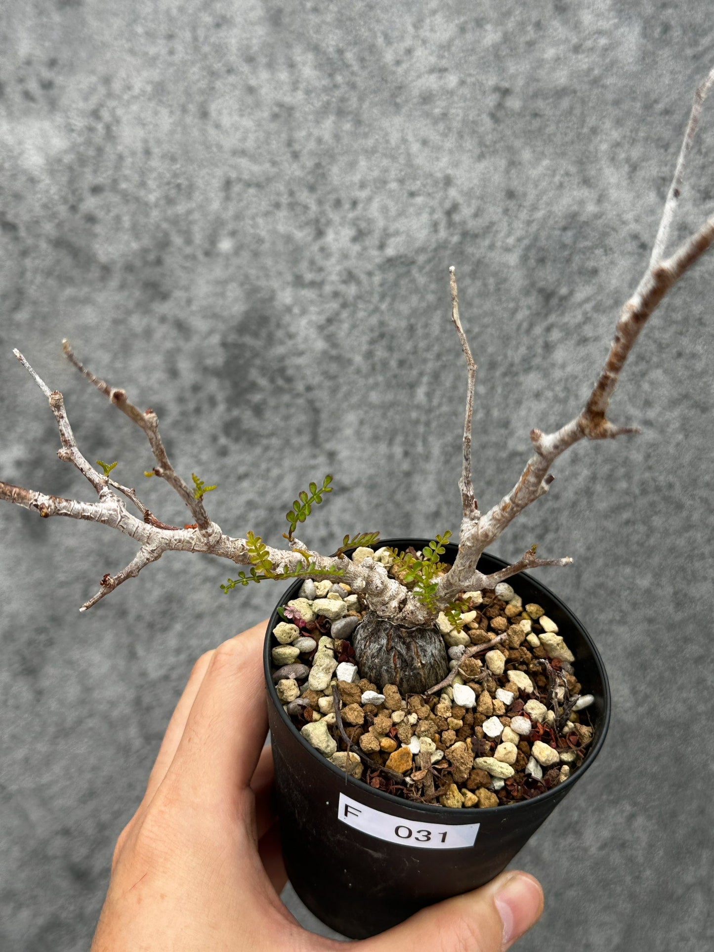 【現品限り】オペルクリカリア・パキプス 根挿し 根挿し【F31】 Operculicarya pachypus