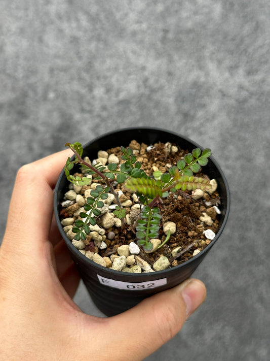 【現品限り】オペルクリカリア・パキプス 根挿し 根挿し【F32】 Operculicarya pachypus