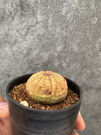 【現品限り】ユーフォルビア・オベサ 実生【F33】 Euphorbia obesa