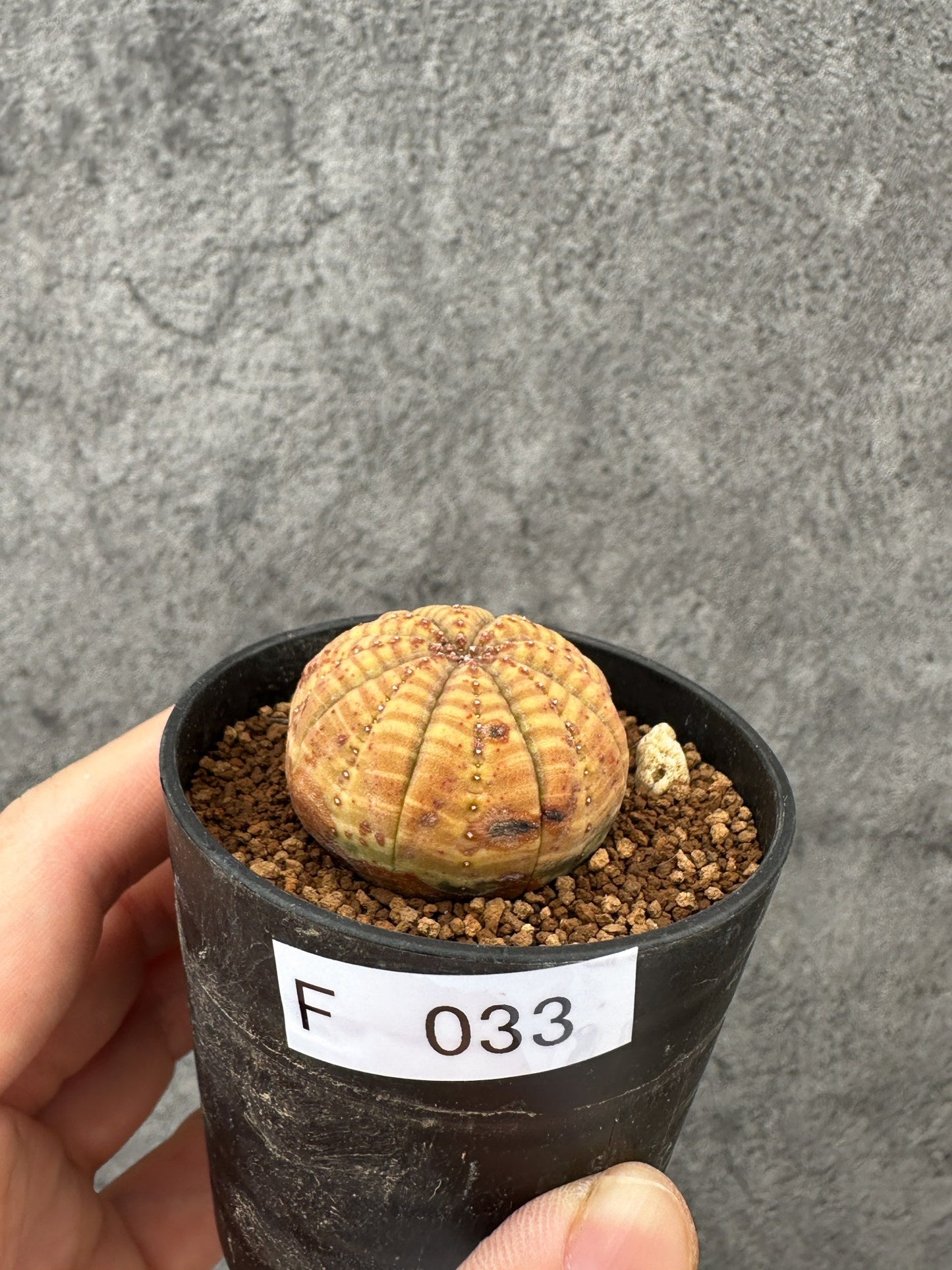 【現品限り】ユーフォルビア・オベサ 実生【F33】 Euphorbia obesa