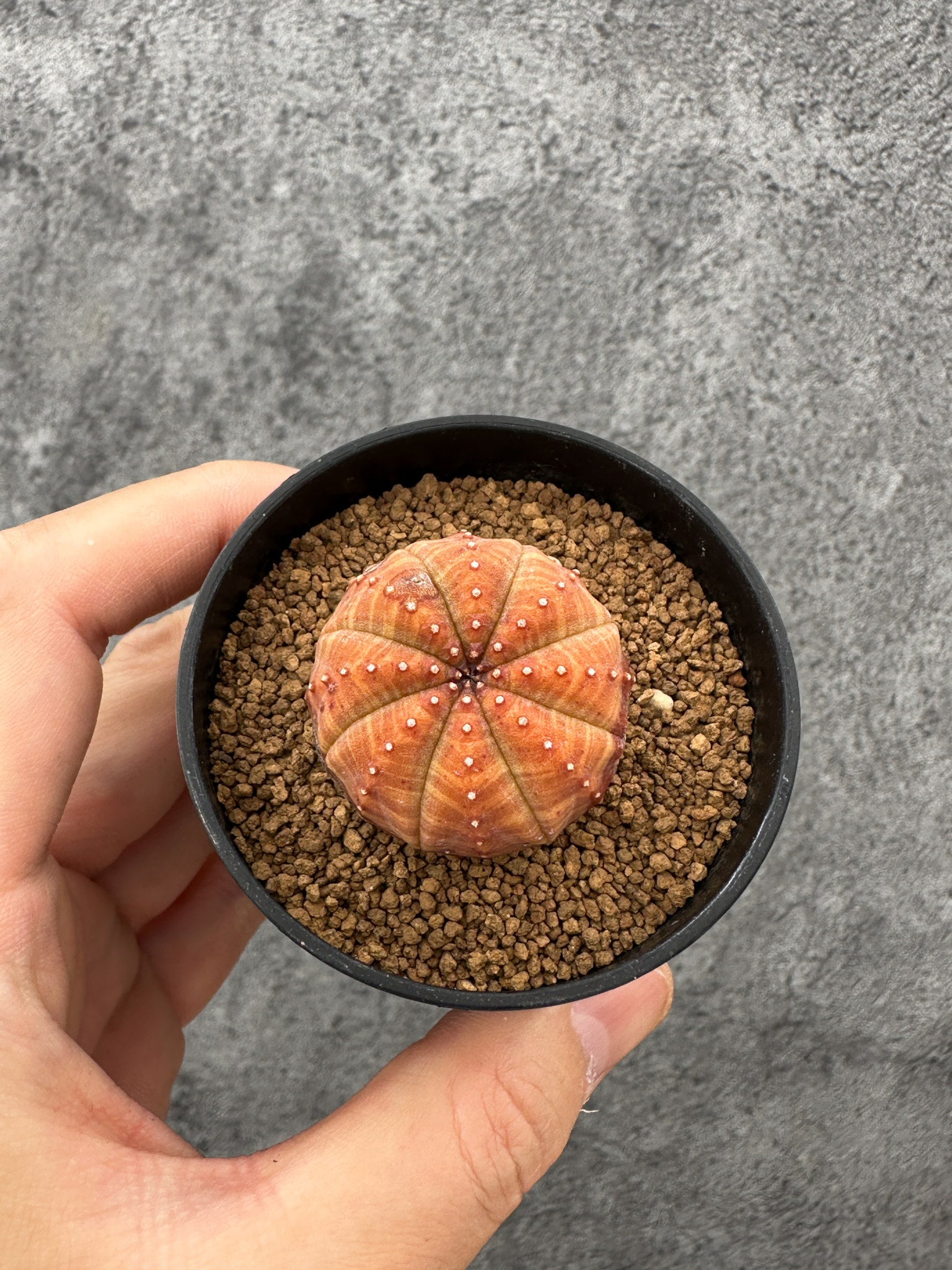 現品限りの一点物 – プラントブラザーズ