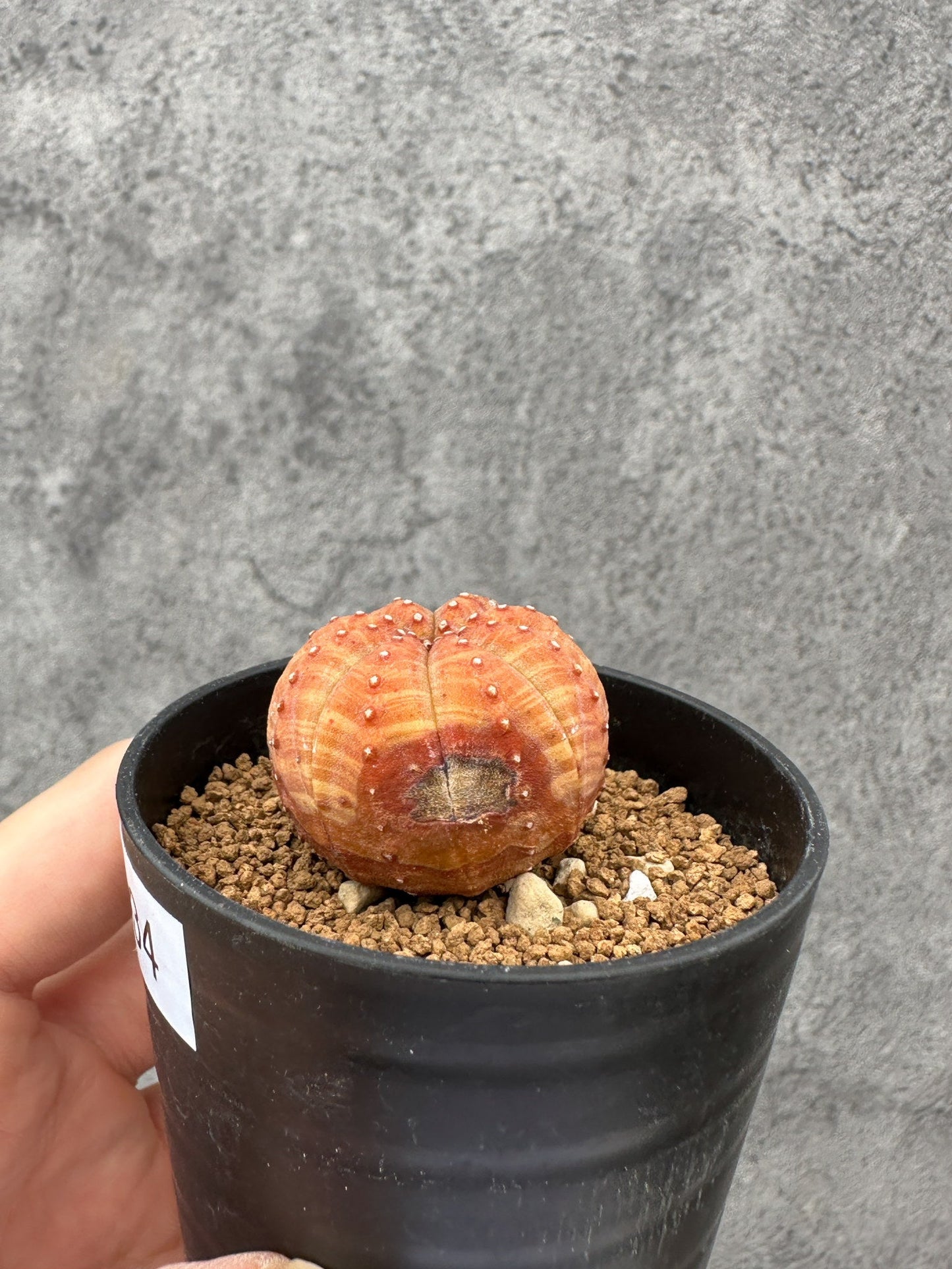 【現品限り】ユーフォルビア・オベサ 実生【F34】 Euphorbia obesa