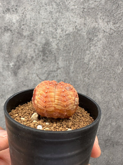 【現品限り】ユーフォルビア・オベサ 実生【F34】 Euphorbia obesa