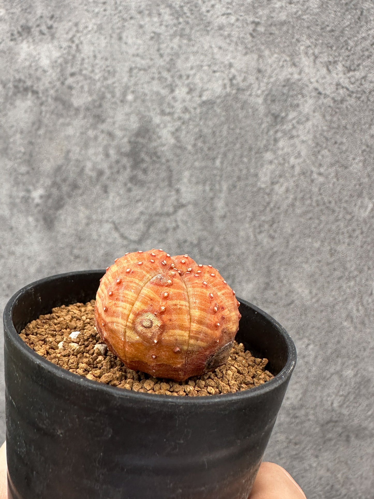 【現品限り】ユーフォルビア・オベサ 実生【F34】 Euphorbia obesa
