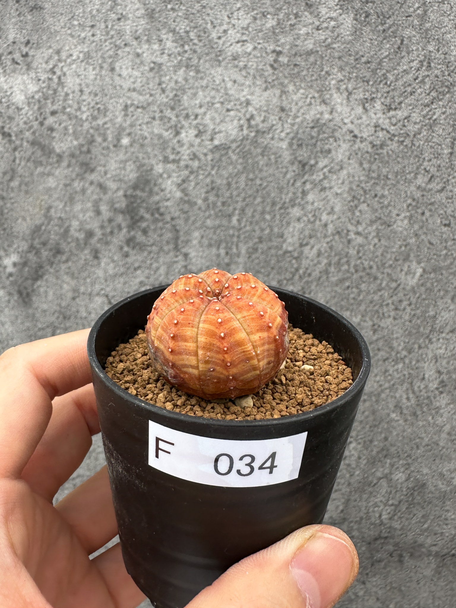 現品限りの一点物 – プラントブラザーズ