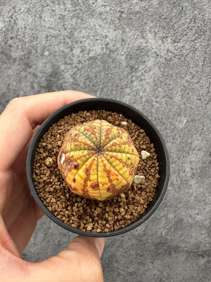 【現品限り】ユーフォルビア・オベサ 実生【F35】 Euphorbia obesa