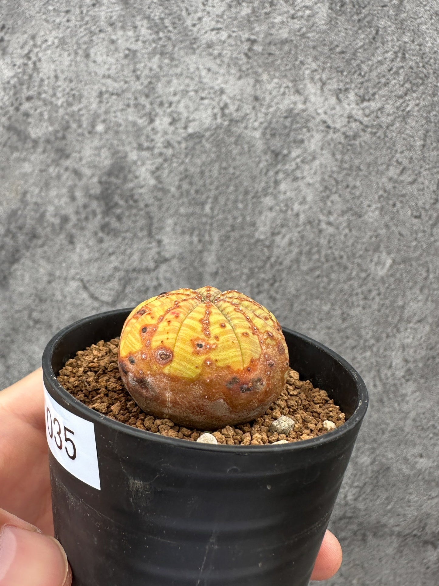 【現品限り】ユーフォルビア・オベサ 実生【F35】 Euphorbia obesa