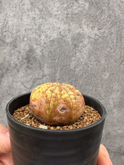 【現品限り】ユーフォルビア・オベサ 実生【F35】 Euphorbia obesa