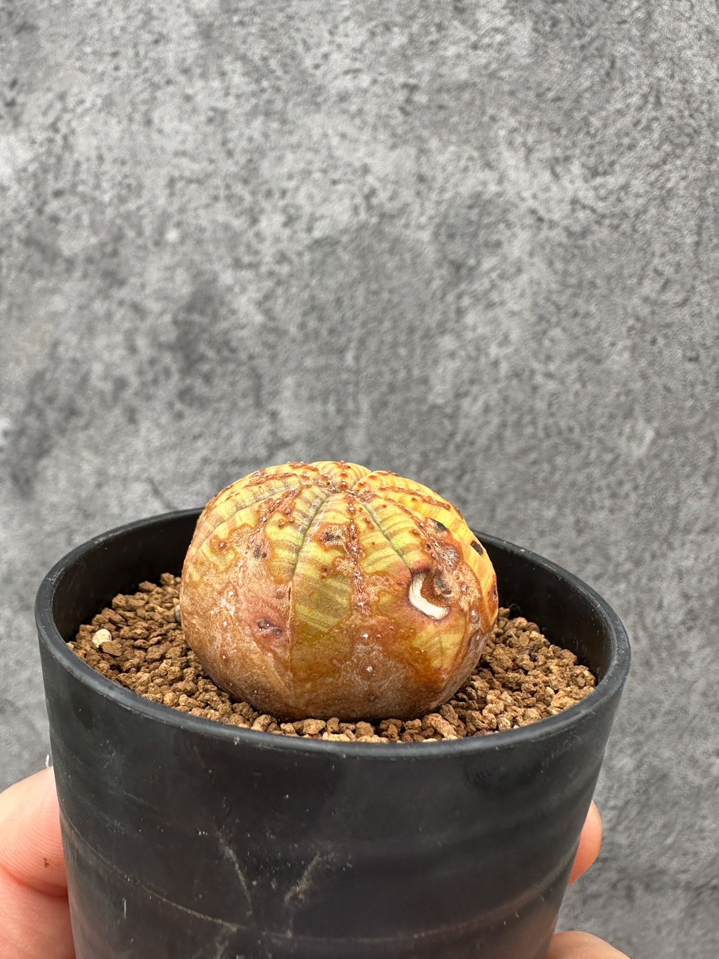 【現品限り】ユーフォルビア・オベサ 実生【F35】 Euphorbia obesa