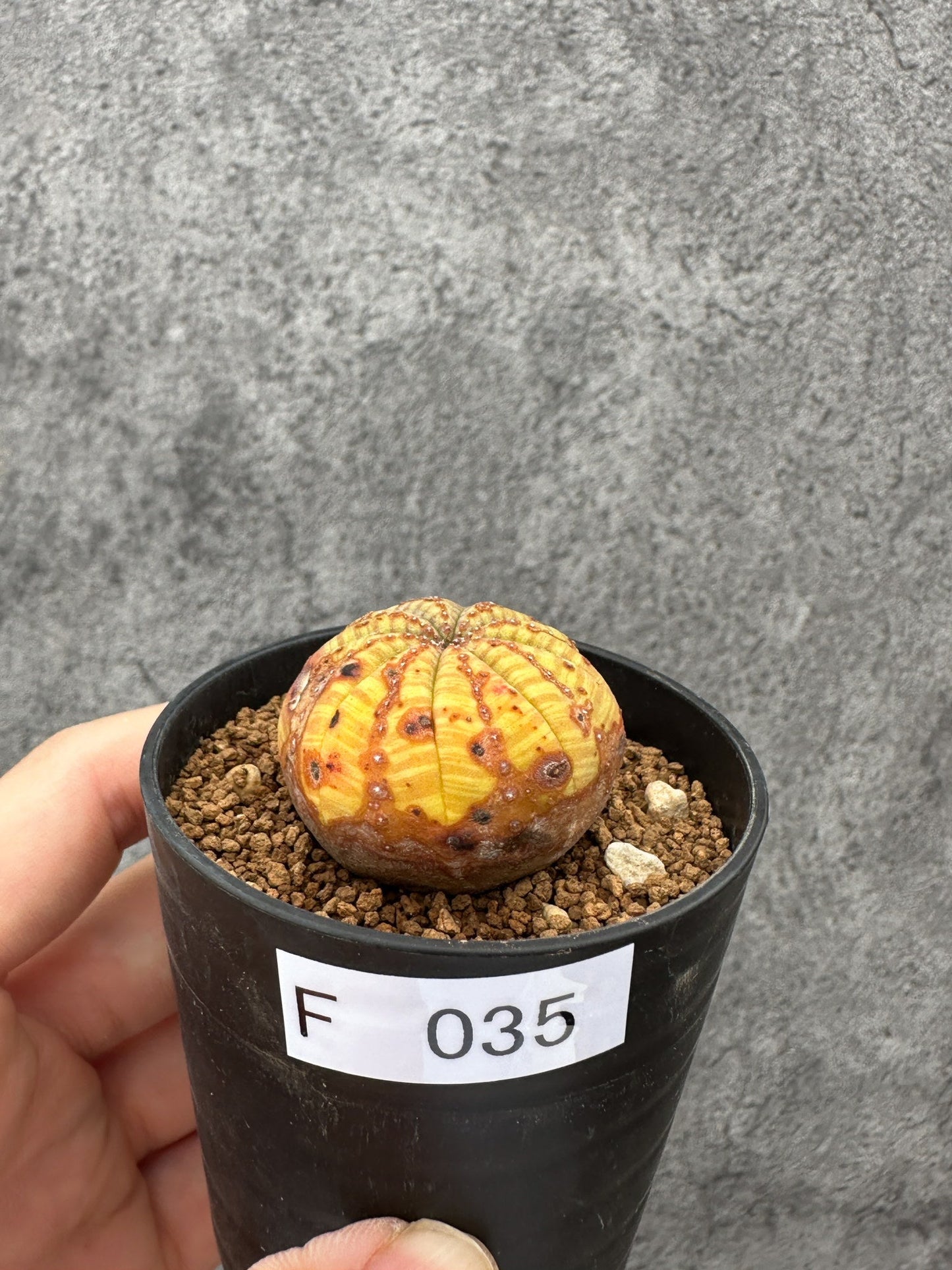 【現品限り】ユーフォルビア・オベサ 実生【F35】 Euphorbia obesa