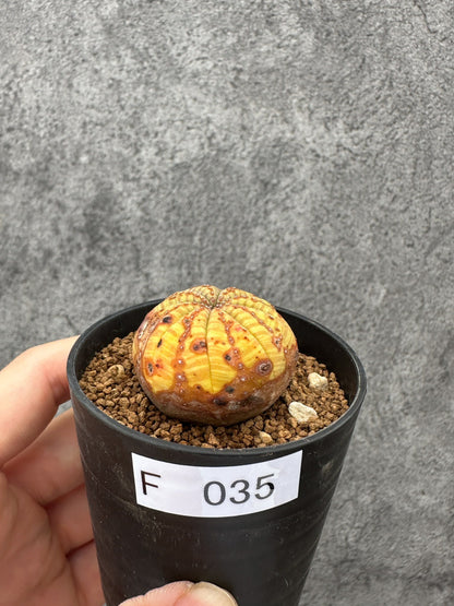 【現品限り】ユーフォルビア・オベサ 実生【F35】 Euphorbia obesa