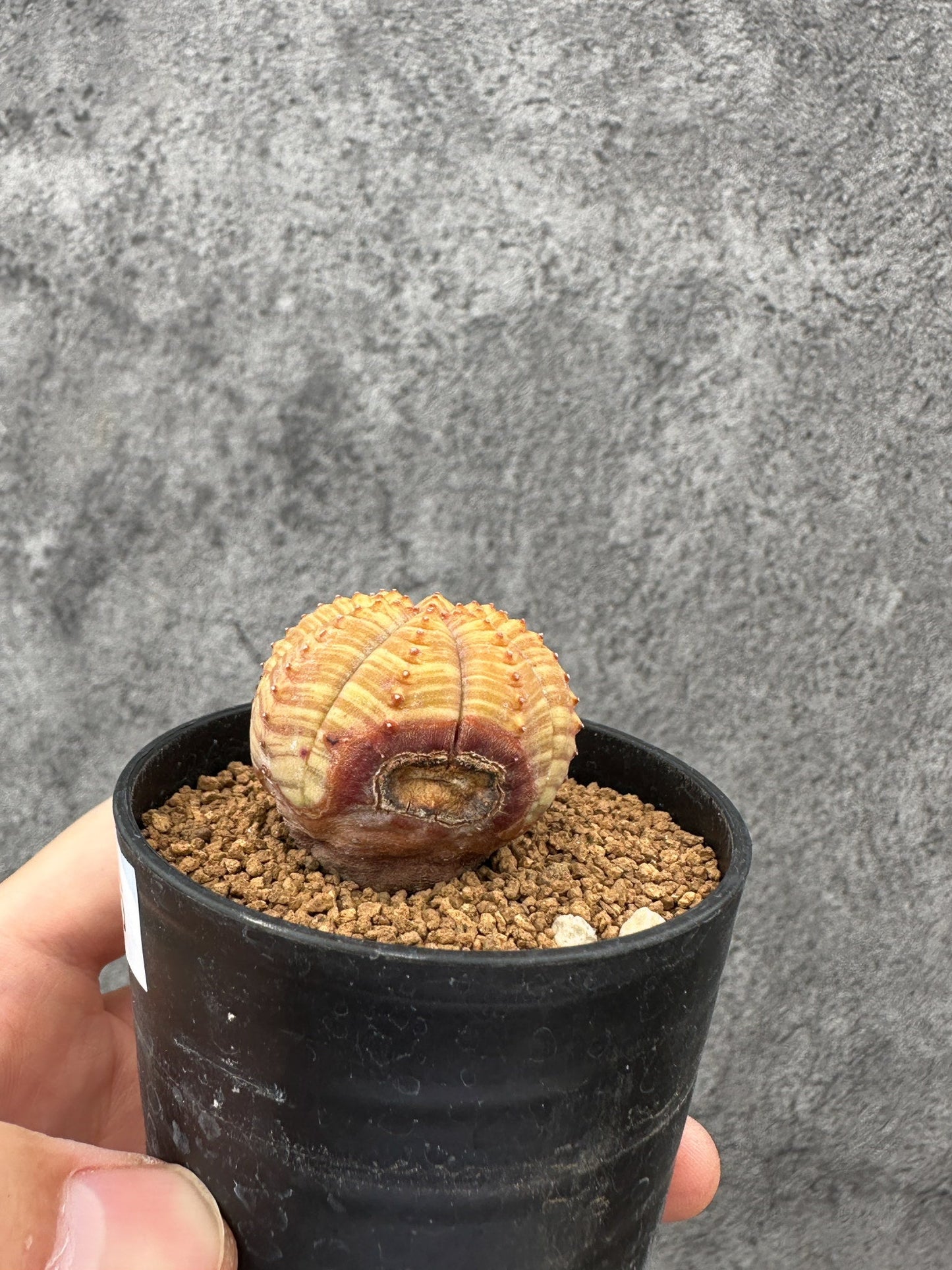 【現品限り】ユーフォルビア・オベサ 実生【F36】 Euphorbia obesa
