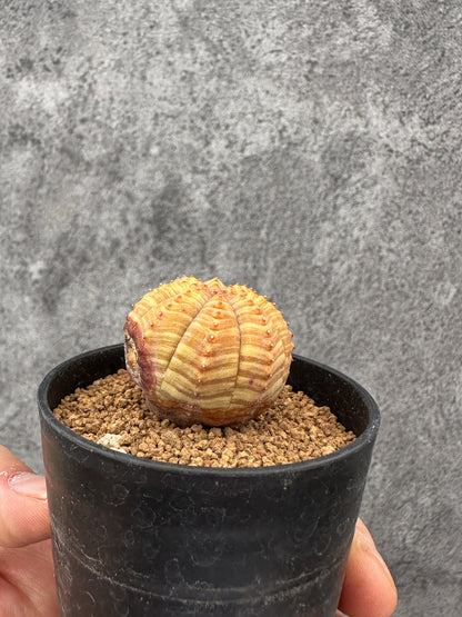 【現品限り】ユーフォルビア・オベサ 実生【F36】 Euphorbia obesa