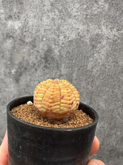 【現品限り】ユーフォルビア・オベサ 実生【F36】 Euphorbia obesa
