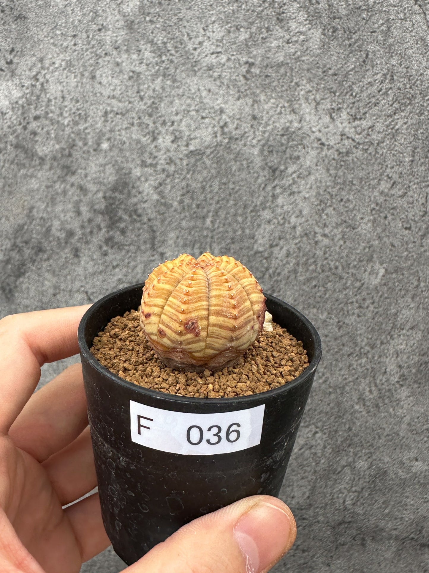 【現品限り】ユーフォルビア・オベサ 実生【F36】 Euphorbia obesa