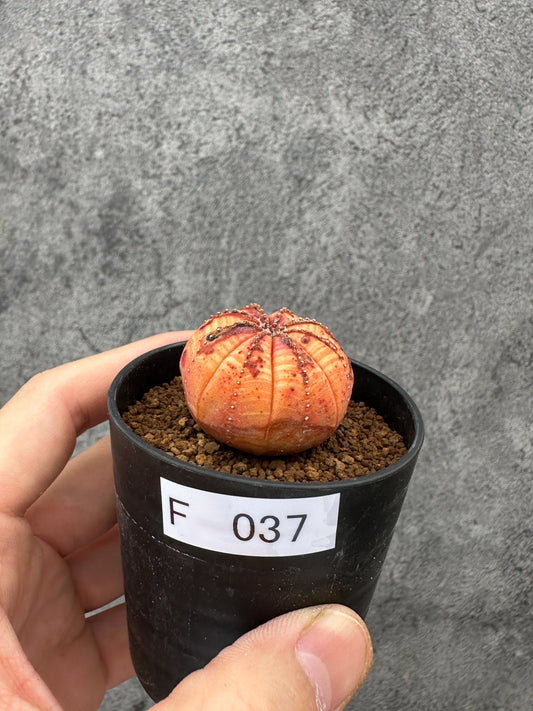 【現品限り】ユーフォルビア・オベサ 実生【F37】 Euphorbia obesa