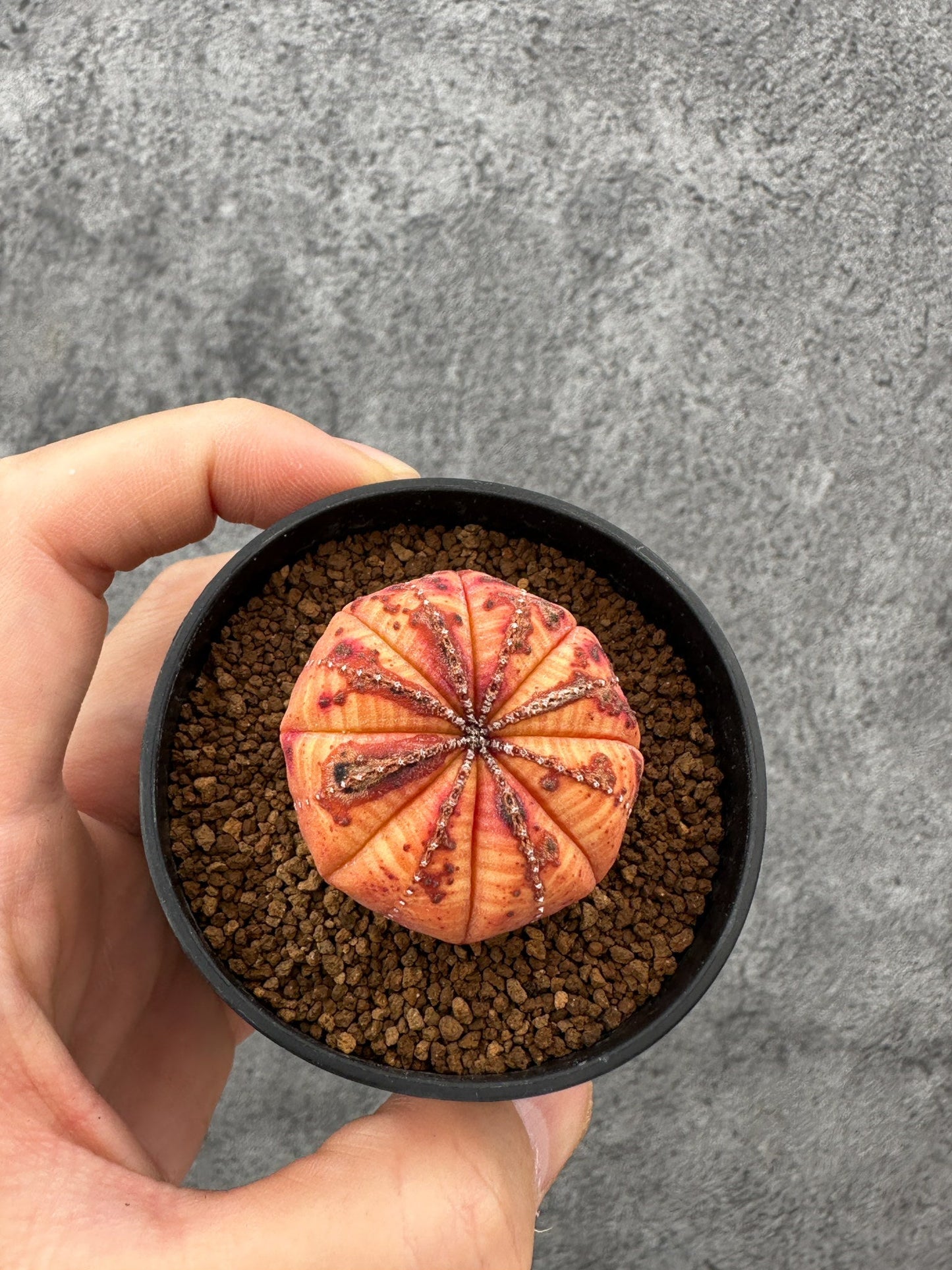 【現品限り】ユーフォルビア・オベサ 実生【F37】 Euphorbia obesa