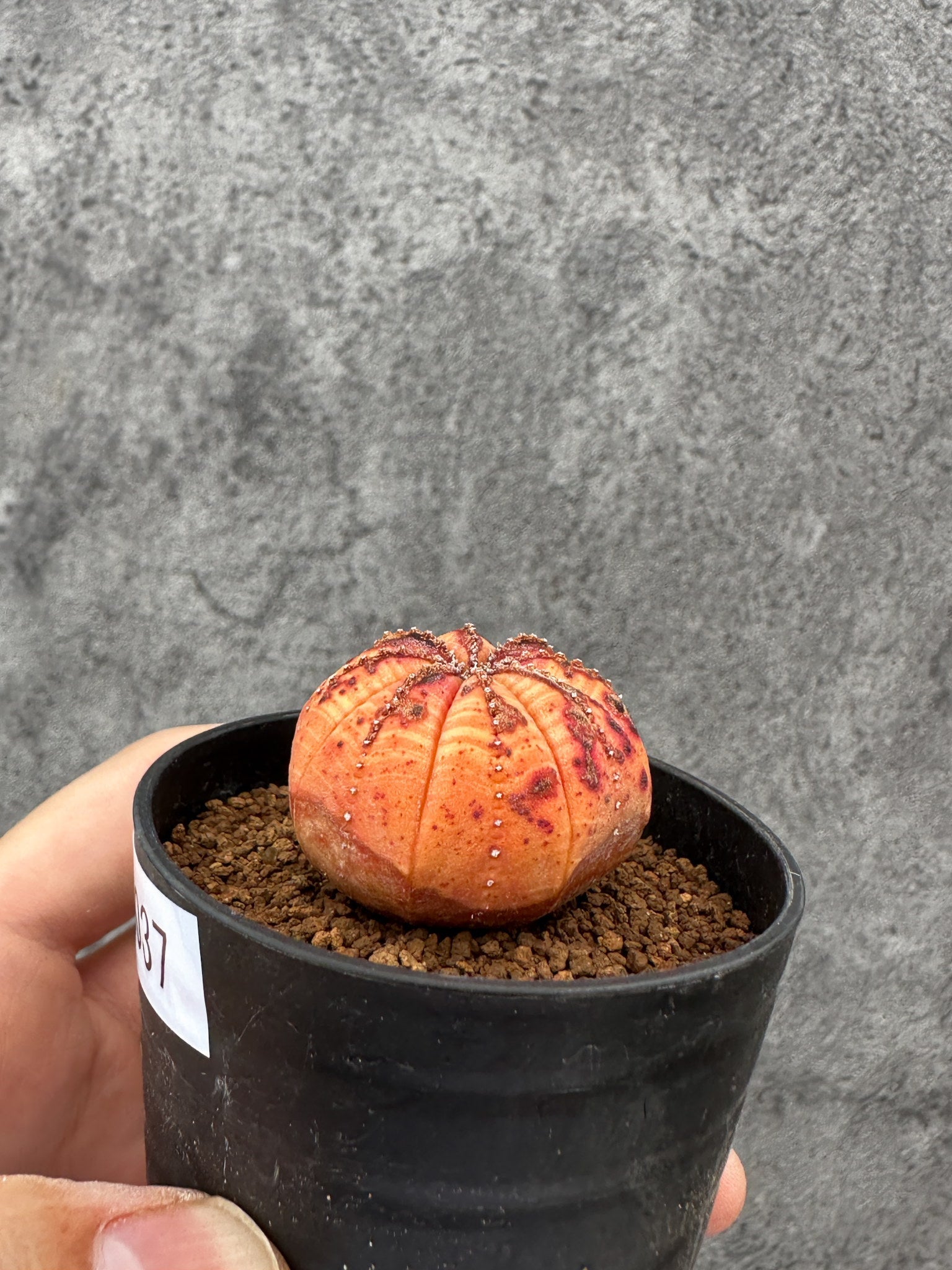 ユーフォルビア・オベサ 実生【F37】 Euphorbia obesa 塊根植物