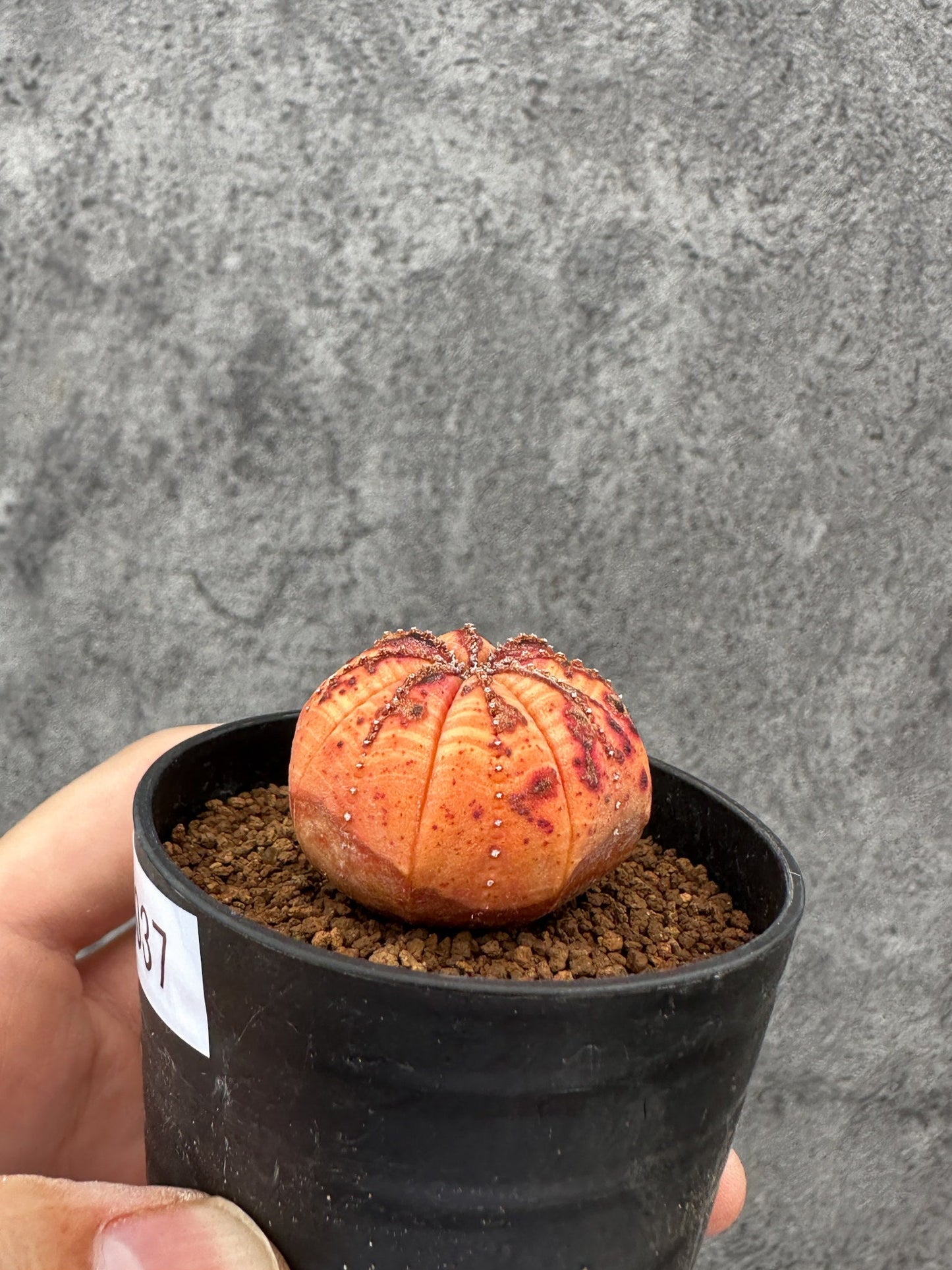 【現品限り】ユーフォルビア・オベサ 実生【F37】 Euphorbia obesa