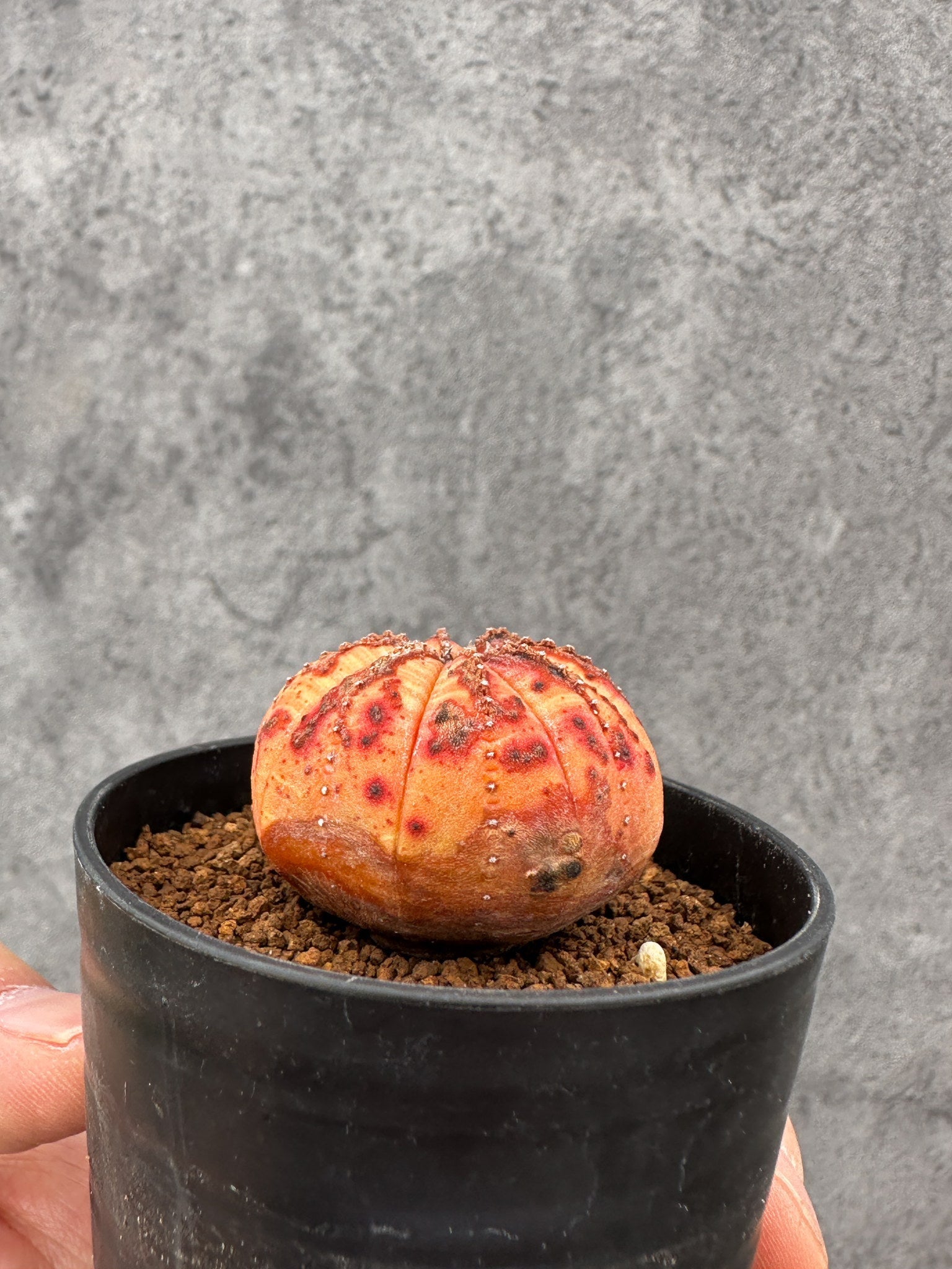 ユーフォルビア・オベサ 実生【F37】 Euphorbia obesa 塊根植物