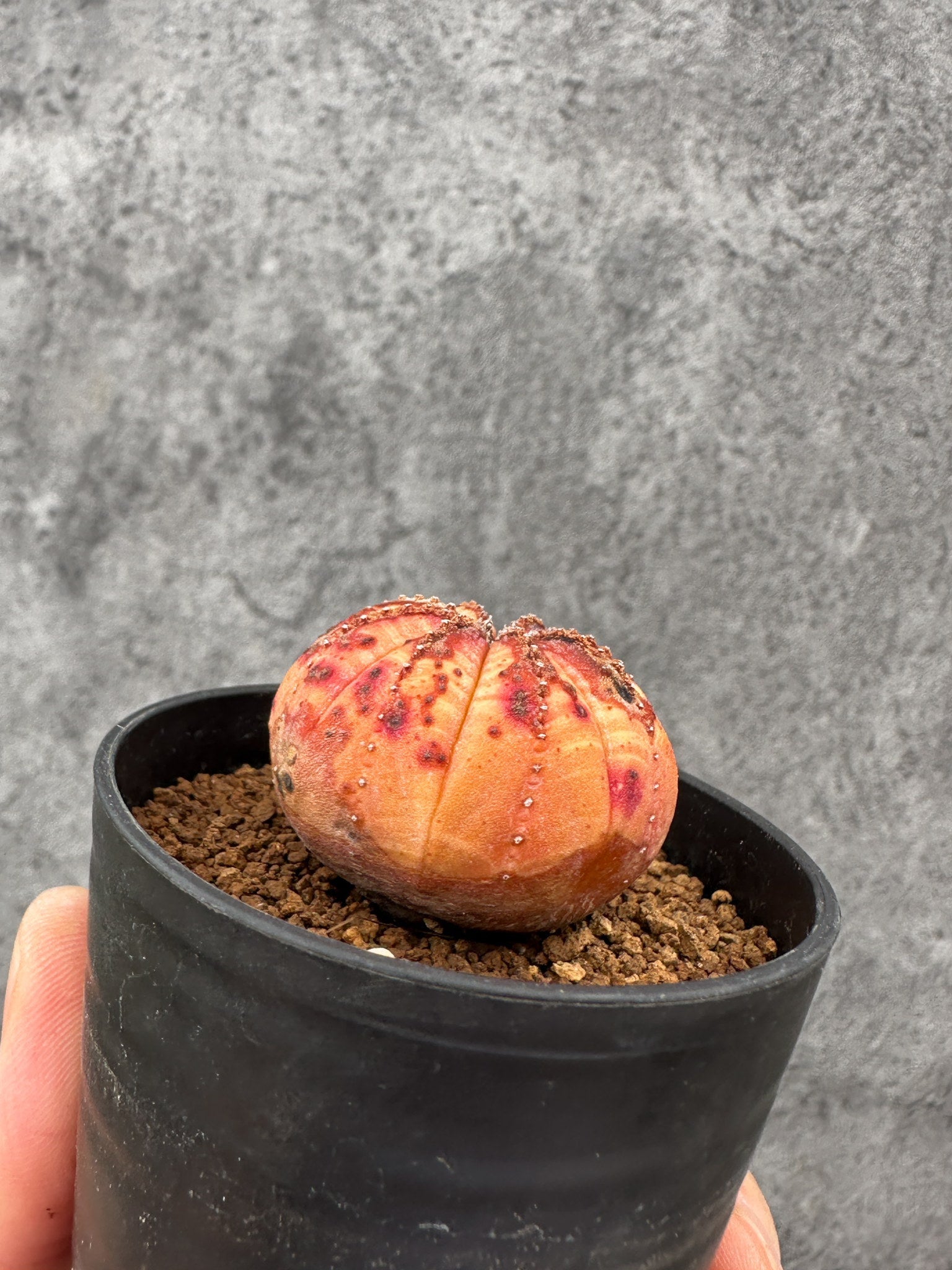 ユーフォルビア・オベサ 実生【F37】 Euphorbia obesa 塊根植物