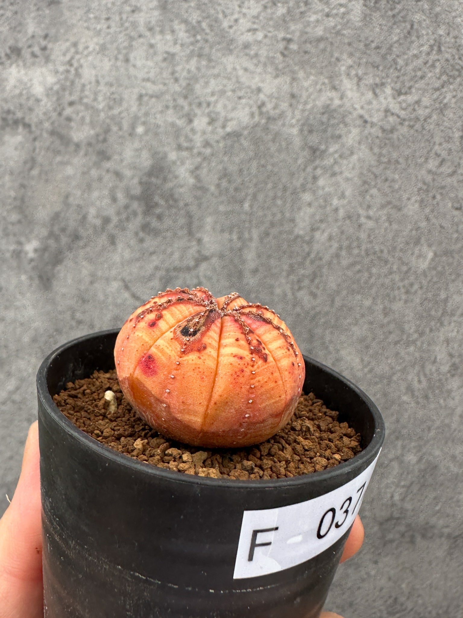 ユーフォルビア・オベサ 実生【F37】 Euphorbia obesa 塊根植物