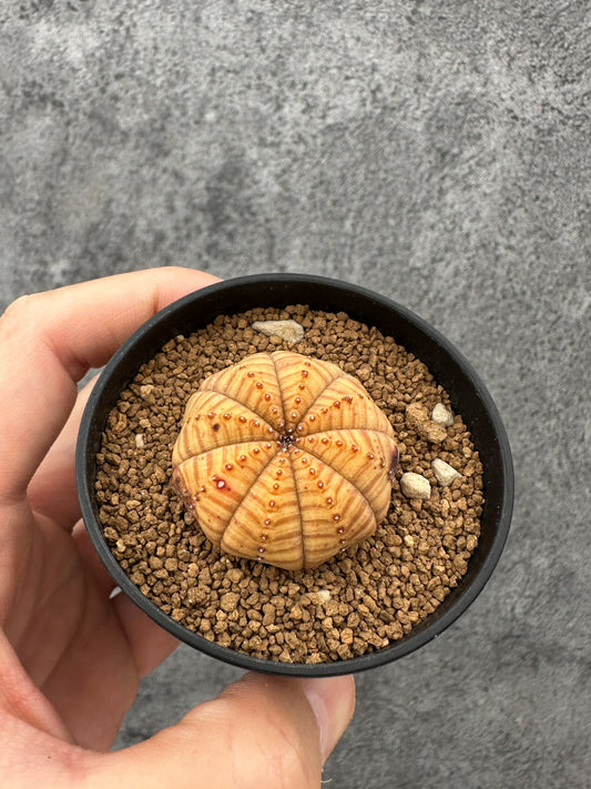 【現品限り】ユーフォルビア・オベサ 扁平 実生【F38】 Euphorbia obesa