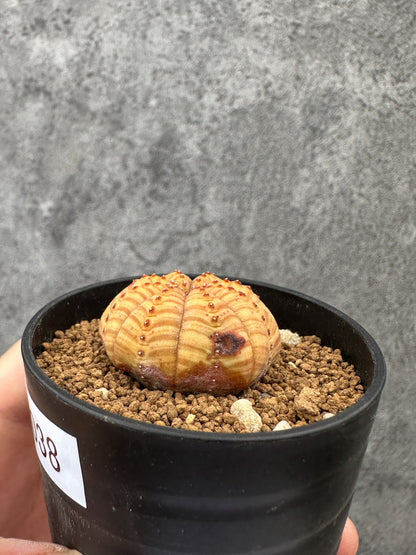 【現品限り】ユーフォルビア・オベサ 扁平 実生【F38】 Euphorbia obesa