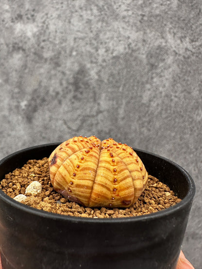 【現品限り】ユーフォルビア・オベサ 扁平 実生【F38】 Euphorbia obesa