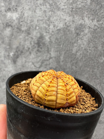 【現品限り】ユーフォルビア・オベサ 扁平 実生【F38】 Euphorbia obesa