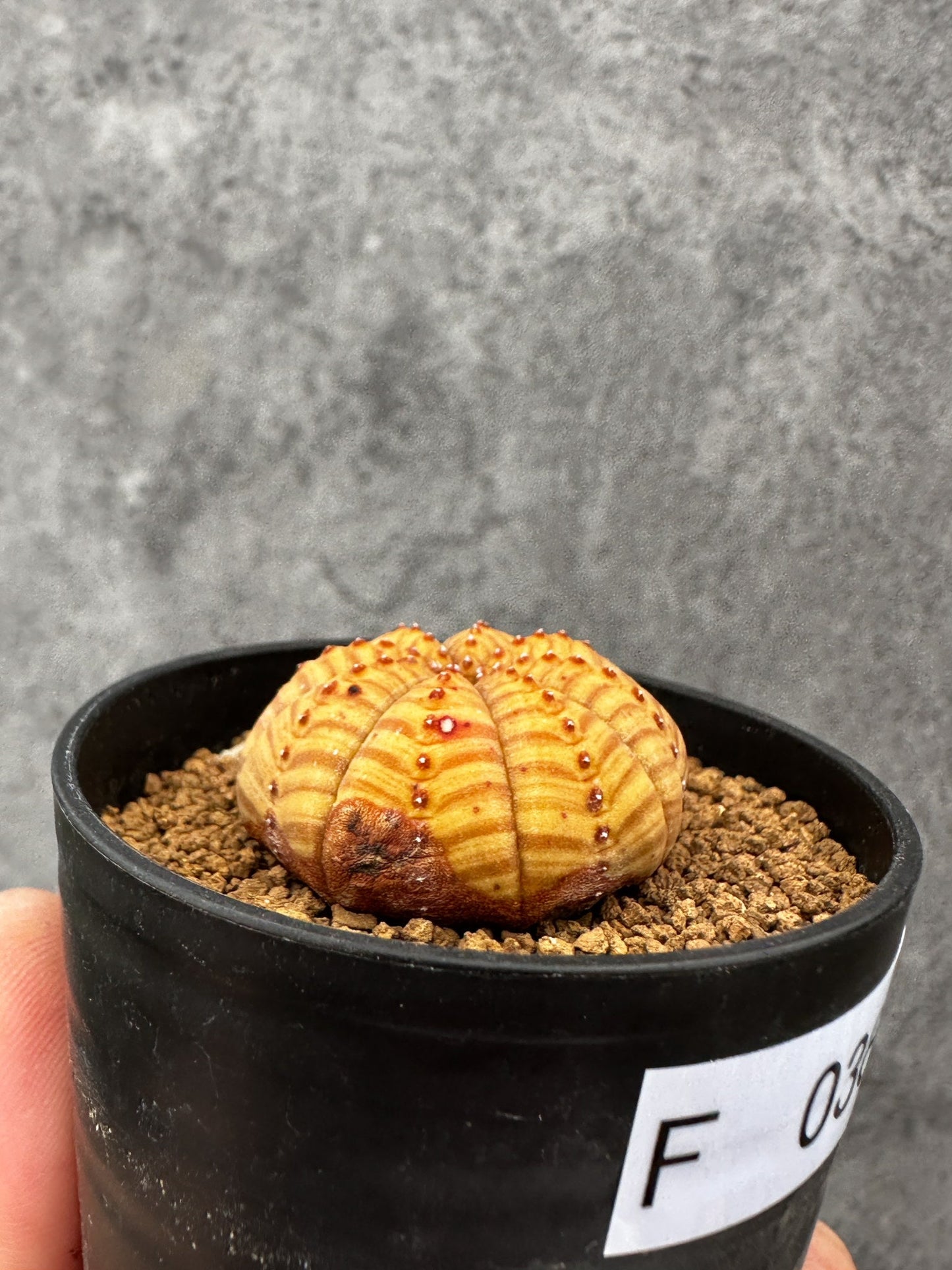 【現品限り】ユーフォルビア・オベサ 扁平 実生【F38】 Euphorbia obesa
