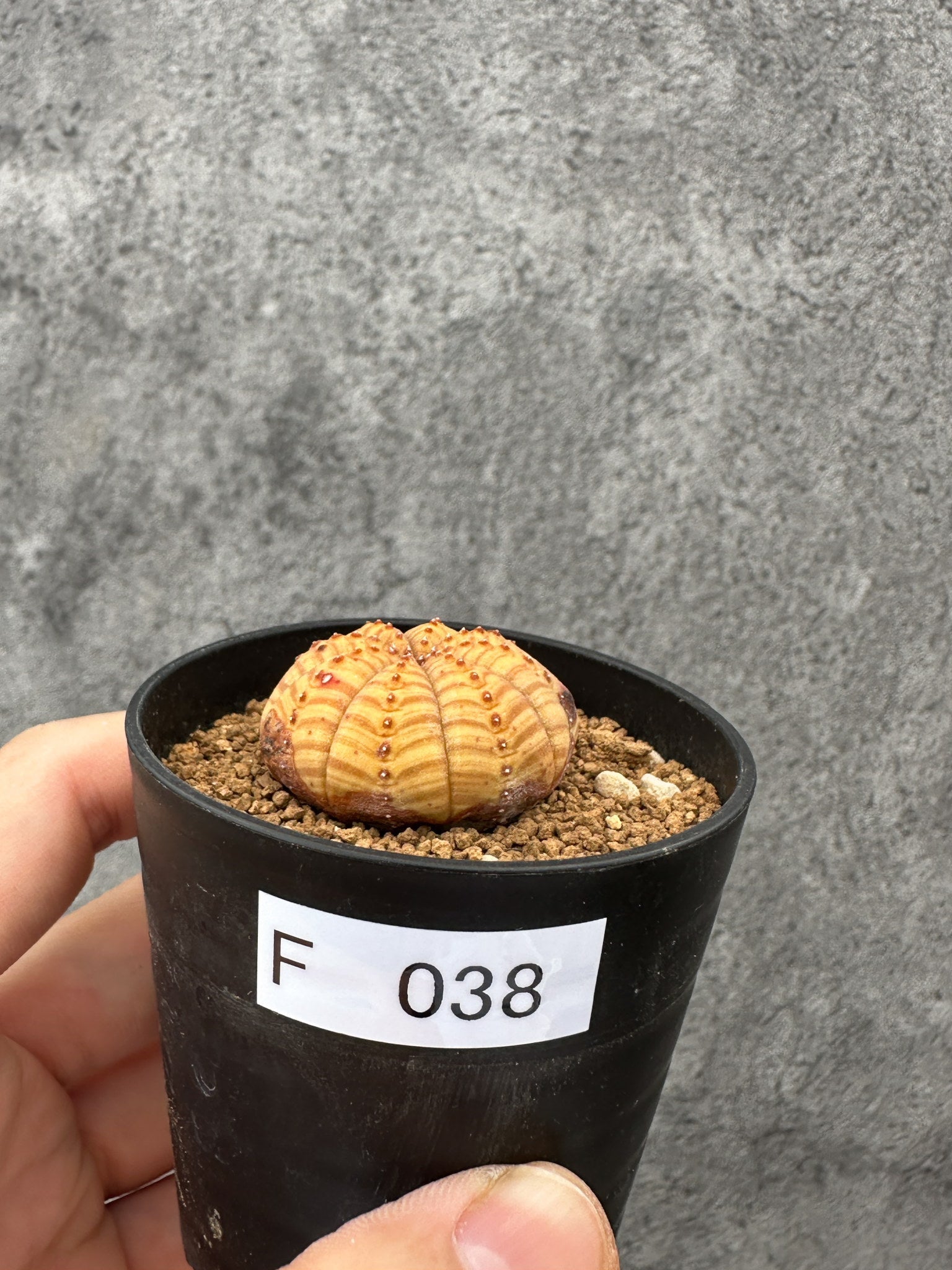 現品限りの一点物 – プラントブラザーズ