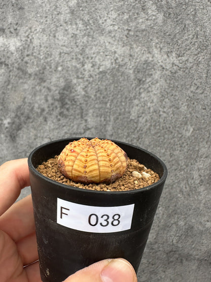 【現品限り】ユーフォルビア・オベサ 扁平 実生【F38】 Euphorbia obesa