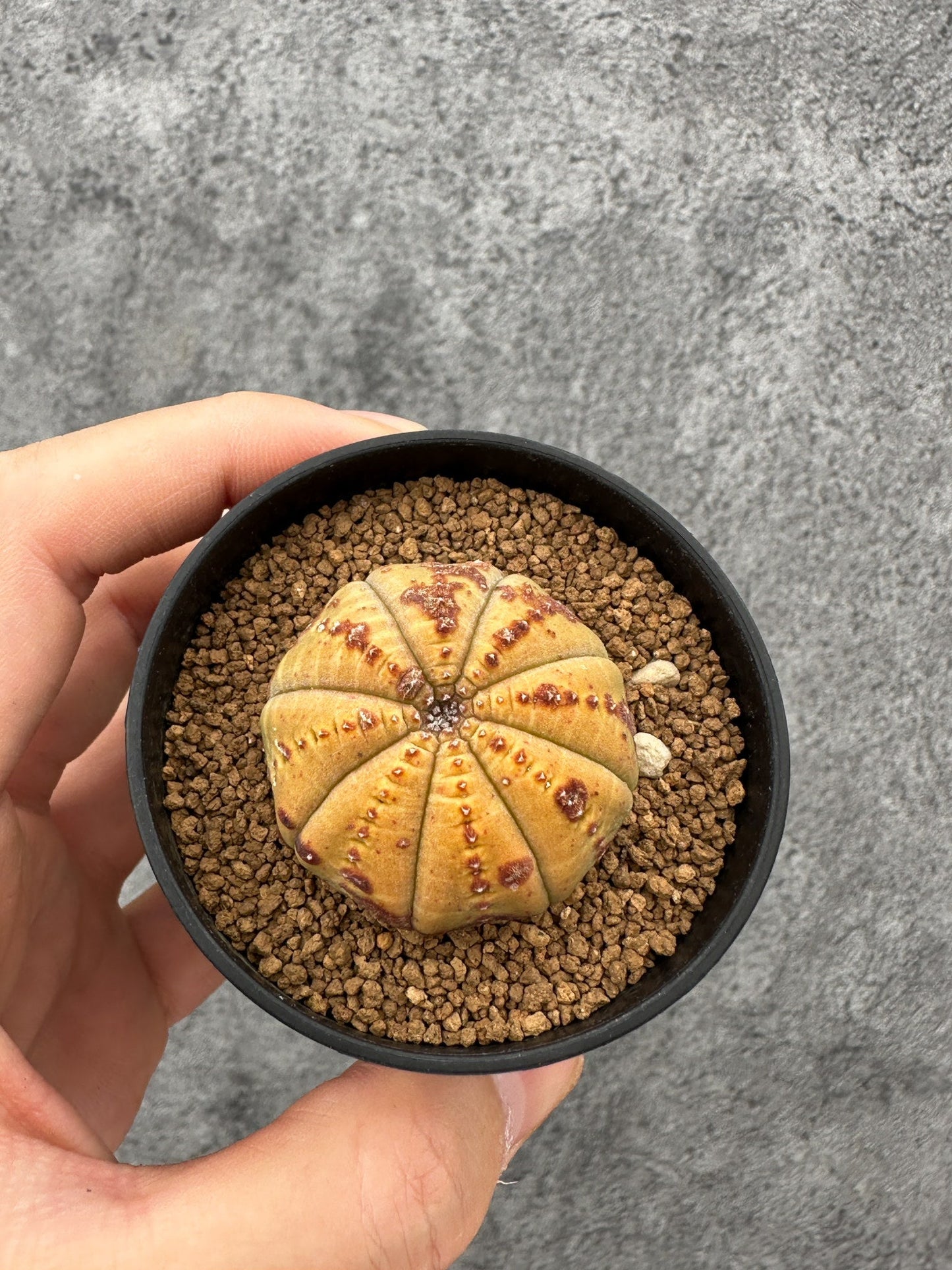 【現品限り】ユーフォルビア・オベサ 実生【F39】 Euphorbia obesa