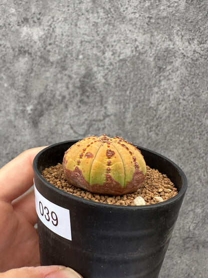 【現品限り】ユーフォルビア・オベサ 実生【F39】 Euphorbia obesa