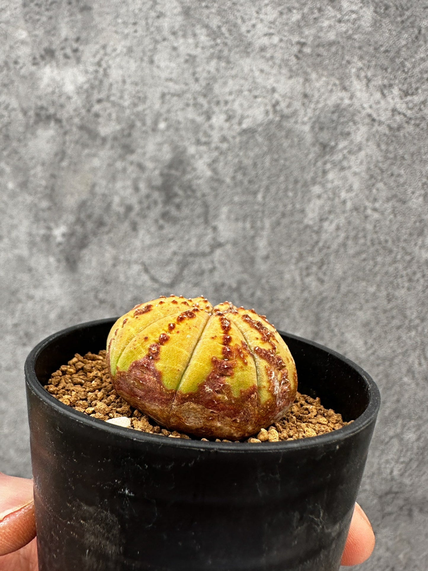 【現品限り】ユーフォルビア・オベサ 実生【F39】 Euphorbia obesa