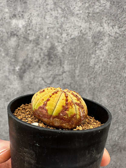 【現品限り】ユーフォルビア・オベサ 実生【F39】 Euphorbia obesa