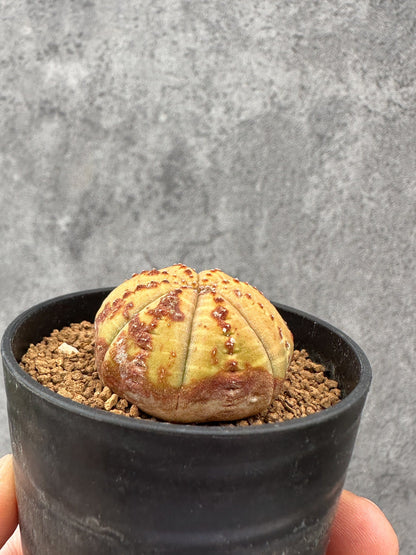 【現品限り】ユーフォルビア・オベサ 実生【F39】 Euphorbia obesa